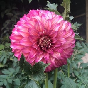 Meet your Posher, Mackenzie